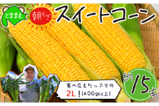 【令和7年産】北海道とままえ産スイートコーン　約15本 （先行予約　北海道産　とうもろこし　とうきび　朝どれ　朝もぎ　旬　新鮮　送料無料　冷蔵）