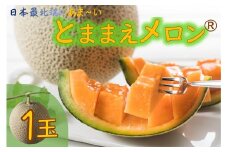 【令和7年産】とままえメロン　1玉（先行予約　北海道産　赤肉　糖度14度　甘い　フルーツ　果物　デザート　送料無料）