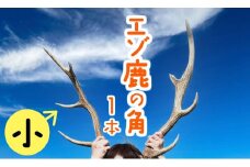 エゾ鹿の角　小1本（北海道・しか・シカ・しかのこ・コスプレ・工作・手作り・DIY・自由研究・自然・キャンプ・アクセサリー）