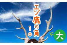 エゾ鹿の角　大1本（北海道・しか・シカ・しかのこ・コスプレ・工作・手作り・DIY・自由研究・自然・キャンプ・アクセサリー）
