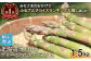 【朝採り発送】北海道オロロングリーンアスパラガス 1.5kg（露地物）