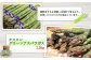 【朝採り発送】北海道オロロングリーンアスパラガス 1.5kg（露地物）