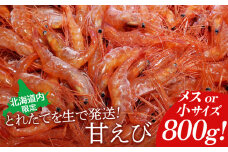 【北海道内限定】とれたてを生で発送! 甘えび800g（メスor小サイズ）  | 甘えび 800g えび エビ 海老 小サイズ メス 限定 冷蔵 発送地域限定 魚介類 刺身 丼 北海道 羽幌町 羽幌 ふるさと納税【06015】