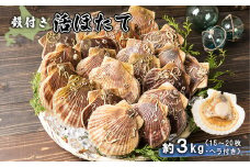 【予約受付開始！】 北海道 羽幌町産 殻付き活ホタテ 約3kg 15～20枚 ヘラ付き | 北海道 ほたて ふるさと納税 ホタテ 貝柱 刺身 殻付き バター焼き お取り寄せ 羽幌町 羽幌【0910203】