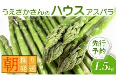 【2025年 先行予約！】 朝採り発送 上坂さんのハウスアスパラ 1.5kg | アスパラ 北海道 期間限定 朝採り ハウスアスパラ 野菜 サラダ 季節限定 アスパラガス ふるさと納税 オンライン申請 羽幌町 羽幌【20102】