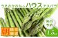 【2025年 先行予約！】【朝採り発送】上坂さんのハウスアスパラ 1.5kg
