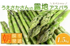 朝採り発送 うえさかさんの露地アスパラ スペシャル 1.5kg | 5月中旬発送 アスパラ 北海道 期間限定 朝採り 露地アスパラ 野菜 サラダ 季節限定 アスパラガス ふるさと納税 オンライン申請 羽幌町 羽幌【20101】