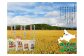すぐ届く！ ※数量限定※【2024年産】 北海道羽幌産 特別栽培米 ゆめぴりか10kg （5kg×2セット）