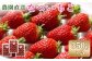 【先行予約：数量限定】北海道羽幌産 なついちご1kg（350g×3）（2026年7月より発送）