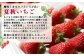 【先行予約：数量限定】北海道羽幌産 なついちご1kg（350g×3）（2026年7月より発送）