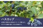 いちご、ハスカップ、アロニアの3種類をお届けします