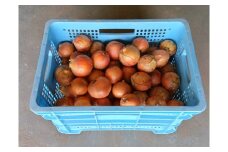 【遠別農業高校】授業収穫品「玉ねぎ 10kg」M〜 2L玉混合