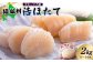 「活ほたて」大サイズ2kg（8～10枚）　オホーツク産