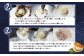 ～その場で選べる特産品～3,000円クーポン付きホタテ貝剥き体験