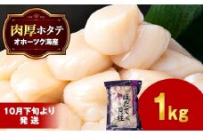 【10月下旬以降発送】 ほたて 貝柱 大粒 冷凍 1kg×1パック お取り寄せ 刺身 《横田水産》
