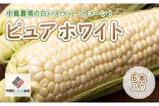 【先行受付】小島農場の白いスウィートコーン!ピュアホワイト6本入り【配送不可地域：離島・沖縄県】 ふるさと納税 人気 おすすめ ランキング とうもろこし コーン スイートコーン スウィートコーン とうきび 白いとうもろこし 北海道 美幌町 送料無料 BHRG013