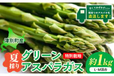 R7年産 アスパラガス（夏採り）特別栽培 約1kg 細川農園 | 北海道津別町