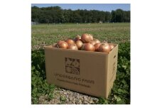 UNO ORGANIC FARMの北海道　訓子府産　有機玉ねぎ　20kg【1455254】