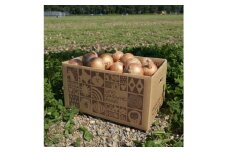 UNO ORGANIC FARMの北海道　訓子府産　有機玉ねぎ　10kg【1455290】