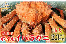イバラガニ 特大2.3キロ以上 【 ふるさと納税 人気 おすすめ ランキング 魚介類 イバラガニ かに カニ 蟹 いばらがに いばら蟹 特大 大きい ジャンボ ビッグ 北海道 佐呂間町 送料無料 】 SRMN027