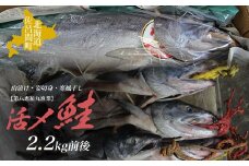 活〆鮭 山漬け 2.2kg前後［姿切身］寒風干し 【 ふるさと納税 人気 おすすめ ランキング 魚介類 魚 鮭 シャケ しゃけ サケ さけ 山漬け 寒風干し 干物 新鮮 北海道 佐呂間町 送料無料 】 SRMN020
