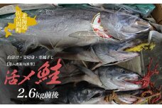 活〆鮭 山漬け 2.6kg前後［姿切身］寒風干し 【 ふるさと納税 人気 おすすめ ランキング 魚介類 魚 鮭 シャケ しゃけ サケ さけ 山漬け 寒風干し 干物 新鮮 北海道 佐呂間町 送料無料 】 SRMN021