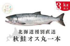 [№5930-0182]≪先行予約2025年9月中旬から発送≫北海道湧別港直送  秋鮭オス3kg以上（丸1本）納期指定不可　鮭　サケ　さけ　海鮮　魚介　国産　生　冷蔵　産地直送　オホーツク　湧別町　北海道