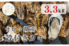 [№5930-0356]サロマ湖産殻付きカキ3.3㎏　かき　カキ　牡蠣　貝付き　蒸し　加熱　生　焼き　北海道　湧別町　海鮮　海産　海のミルク　オホーツク