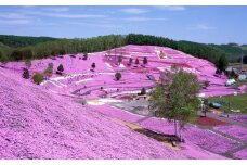 【北海道大空町】旅行割引クーポン券60,000円分 【 ふるさと納税 人気 おすすめ ランキング 旅行 割引 クーポン 宿泊 航空券 観光 温泉 資料館 公園 北海道 大空町 送料無料 】 OST005