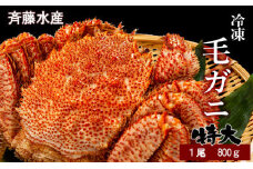 特大サイズ！冷凍毛がに約800g×1尾【斉藤水産】