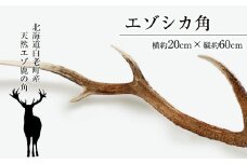 エゾシカ角（横約20cm×縦約60㎝）