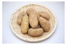 【2025年10月中旬発送予定】令和7年厚真町産！厚真ファームのこだわりじゃがいも「メークイン」10kg《厚真町》【(株)厚真ファーム】 [AXAE002]