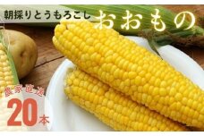 【数量限定！8月末発送予定】 北海道産とうもろこし 『おおもの』 《厚真町》【(株)厚真ファーム】旬の野菜 夏野菜 大粒 高糖度 甘い トウモロコシ トウキビ 唐黍 コーン [AXAE001] 15000 15000円