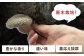 乾燥 しいたけ 椎茸 きのこ キノコ 小分け 北海道 