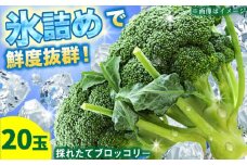 農家直送！採れたてブロッコリー 20玉 【農事組合法人 海沼農園】 新鮮 鮮度抜群 採れたて 旬野菜 緑黄色野菜 北海道 野菜 15000 15000円 [AXBD001]