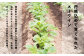 じゃがいも ジャガイモ 芋 メークイン 野菜