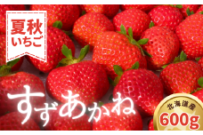 【2025年7月以降順次発送】夏秋イチゴ「すずあかね」計600g 《厚真町》【こばやしいちご農園】 [AXBT003]　夏イチゴ 贅沢 フルーツ 果物 北海道 9000 9000円