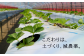 北海道からお届け！