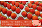 北海道からお届け！