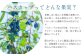 ハスカップ ゆうしげ あつまみらい R7年産 フルーツ 果物 冷凍 北海道