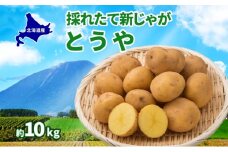 北海道 とうや  L～LM 約10kg 9月中旬より順次出荷 新じゃが じゃがいも ジャガイモ じゃが芋 馬鈴薯 黄爵 芋 いも イモ 旬 野菜 農作物 カレー シチュー肉じゃが 北海道産 丸田農園 送料無料