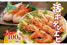 北海道 噴火湾産 活ボタンエビ 大サイズ 400g 10～13尾 2025年9月上旬より順次出荷 ボタンエビ エビ えび 海老 北海道産 旬 ぼたんえび 新鮮 刺身 牡丹海老 海鮮 魚介 甲殻類 味噌汁 鍋 海鮮丼 冷蔵 洞爺湖町