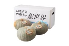 山口さんのかぼちゃ 銀世界　7玉入り【1102221】