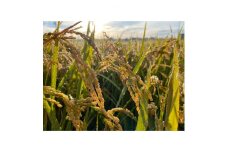 ＜令和3年産＞＜有機JAS＞天日干し ななつぼし 精米4kg【1261969】