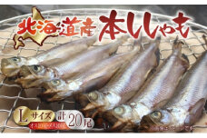 北海道産ししゃも Lサイズ 20尾セット ししゃも セット 北海道 日高町