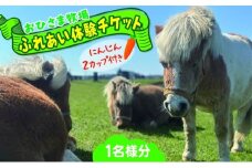 おひさま牧場 ふれあい体験チケット 1名分 にんじん2カップ付き ふれあい チケット ふれあい体験 体験 ミニチュアホース ホース 馬 ふれあい牧場 牧場 体験券 券 ふれあいチケット 動物 北海道 日高町
