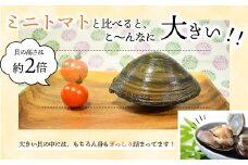 浦河前浜産「活ホッキ貝」2kg以上[02-280]