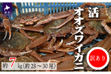 訳あり 活オオズワイガニ約7kg(約28～30尾入)[02-1411]