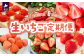 浦河産いちごを農園直送でお届けします！