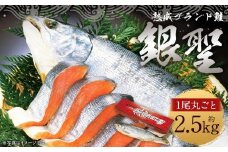 【熟成】 ブランド鮭 「銀聖」 1尾(姿)